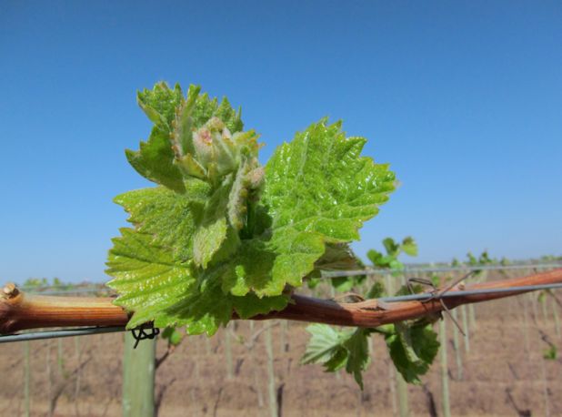 Budbreak 2011, Altos Las Hormigas