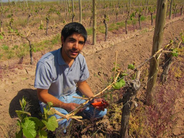 Altos Las Hormigas, Bud Break, Harvest 2012