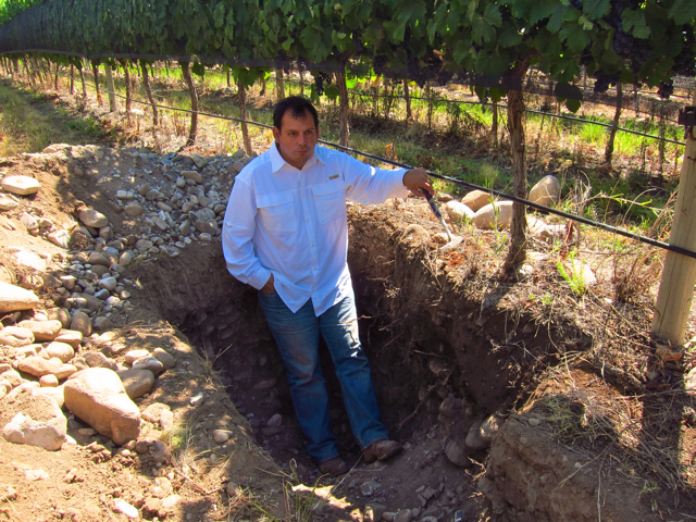 Altamira, Altos Las Hormigas, Harvest 2012, Pedro Parra Terroir Specialist Altamira, Altos Las Hormigas, Harvest 2012, Pedro Parra Terroir Specialist