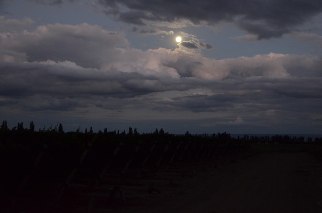 Harvest 2012, Altos Las Hormigas, Mendoza, Argentina Full Moon