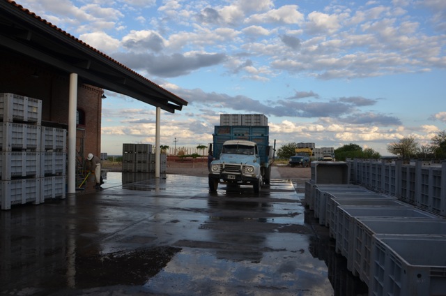 Harvest 2012, Altos Las Hormigas, Mendoza, Argentina Full Moon