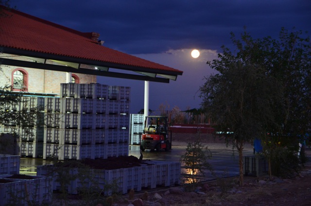 Harvest 2012, Altos Las Hormigas, Mendoza, Argentina Full Moon