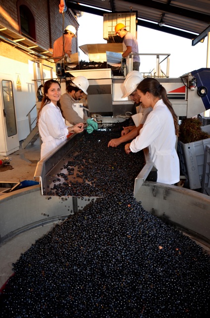 Harvest 2012, Altos Las Hormigas, Mendoza, Argentina Full Moon