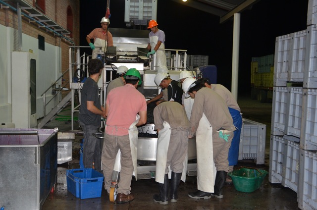 Harvest 2012, Altos Las Hormigas, Mendoza, Argentina Full Moon