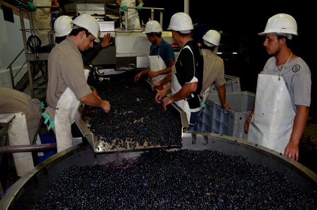 Harvest 2012, Mendoza, Argentina, Altos Las Hormigas Full Moon Harvest