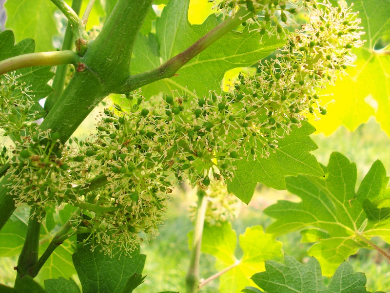 Grape Cluster in Flowering Stage, Altos Las Hormgias Harvest 2012