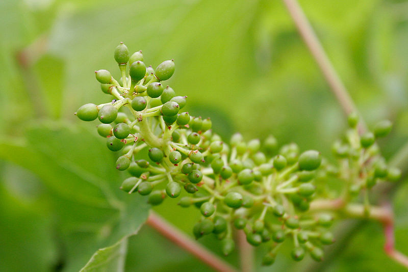 Fruit Set, Malbec, Altos Las Hormigas Harvest 2012