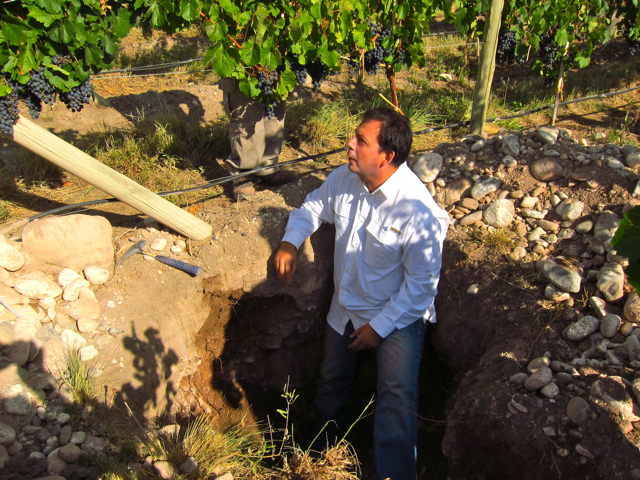 Gualtallary, Uco Valley. Altos Las Hormigas Harvest 2012, Pedro Parra Terroir Specialist Gualtallary, Uco Valley. Altos Las Hormigas Harvest 2012, Pedro Parra Terroir Specialist