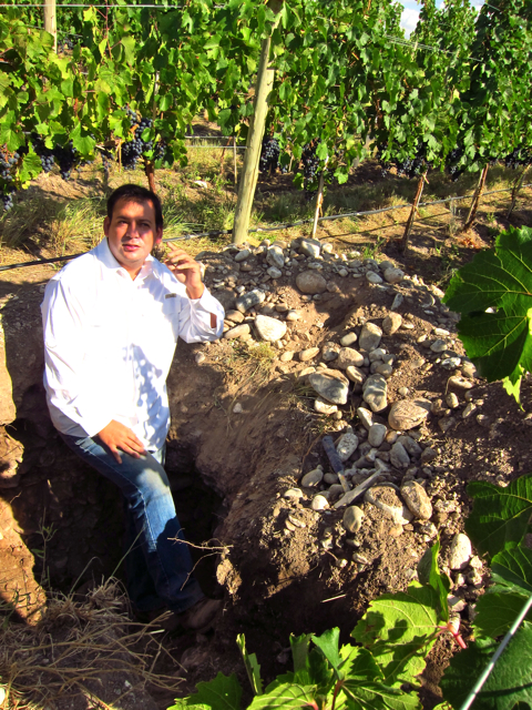 Gualtallary, Uco Valley. Altos Las Hormigas Harvest 2012, Pedro Parra Terroir Specialist
