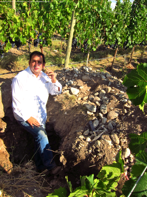Gualtallary, Uco Valley. Altos Las Hormigas Harvest 2012, Pedro Parra Terroir Specialist Gualtallary, Uco Valley. Altos Las Hormigas Harvest 2012, Pedro Parra Terroir Specialist