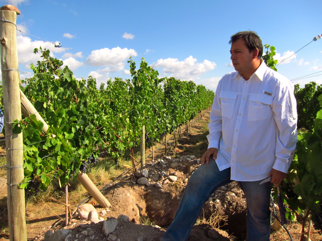 Gualtallary, Uco Valley. Altos Las Hormigas Harvest 2012, Pedro Parra Terroir Specialist