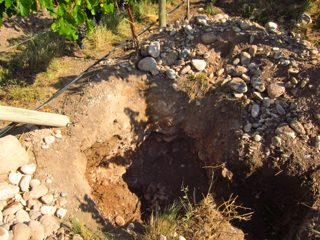 Gualtallary 4, Altos Las Hormigas, Harvest 2012, Pedro Parra Terroir Specialist Gualtallary 4, Altos Las Hormigas, Harvest 2012, Pedro Parra Terroir Specialist