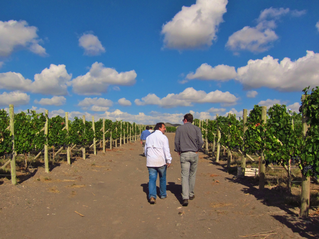 Gualtallary, Uco Valley. Altos Las Hormigas Harvest 2012, Pedro Parra Terroir Specialist