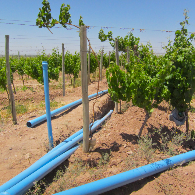 Irragation, Riego, Altos Las Hormigas Harvest 2012 