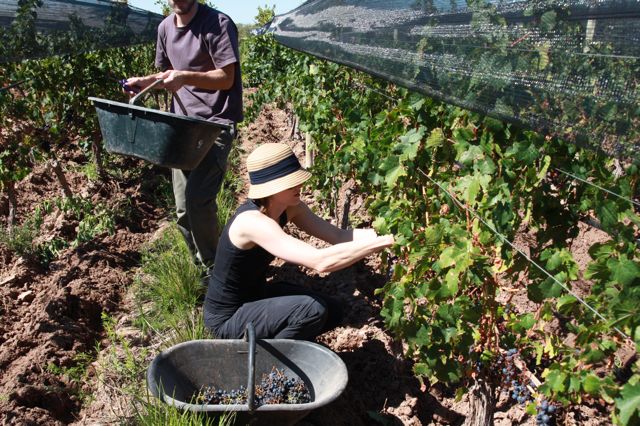 Altos Las Hormigas Harvest 2012. Mendoza, Argentina. Malbec.