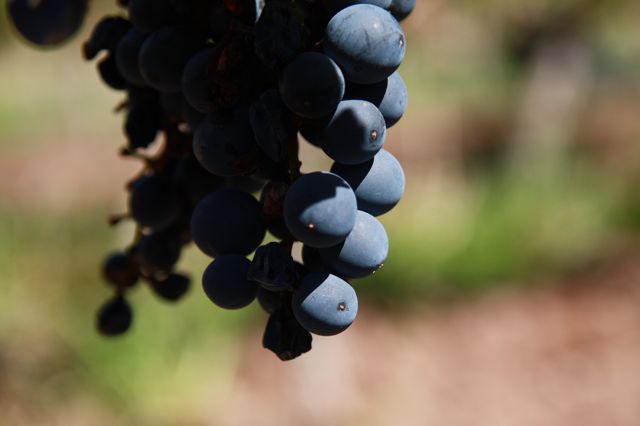 Altos Las Hormigas Harvest 2012. Mendoza, Argentina