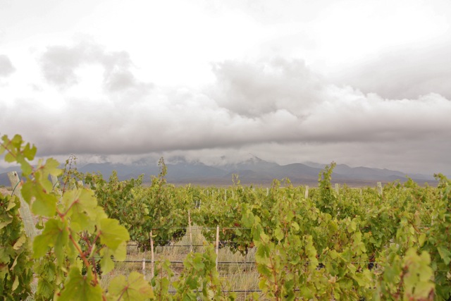 Altos Las Hormigas Harvest 2012. Dyonisos Vineyard, Vista Flores, Uco Valley, Mendoza, Argentina.