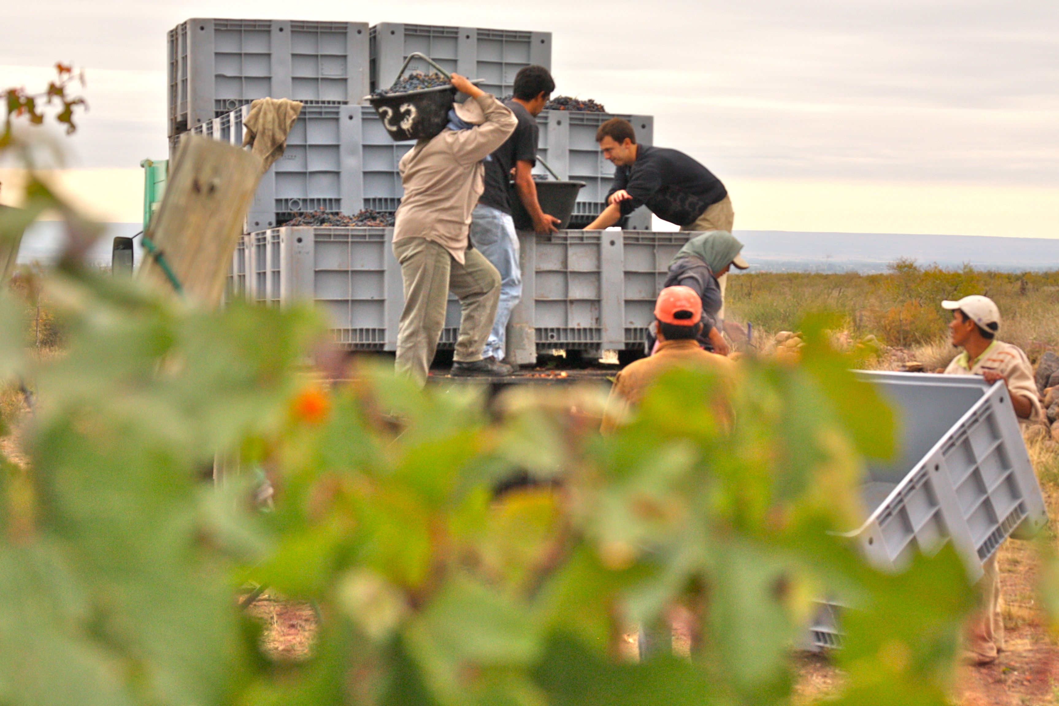 Altos Las Hormigas Harvest 2012. Dyonisos Vineyard, Vista Flores, Uco Valley, Mendoza, Argentina.