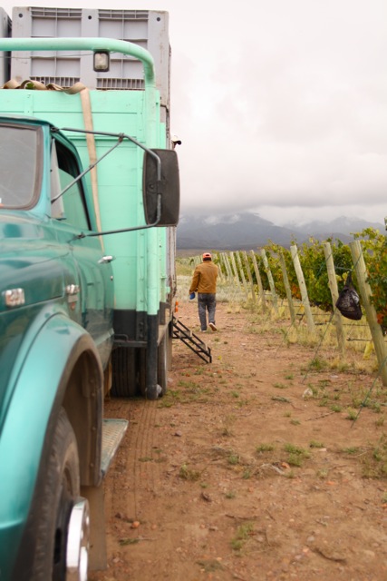 Altos Las Hormigas Harvest 2012. Dyonisos Vineyard, Vista Flores, Uco Valley, Mendoza, Argentina.