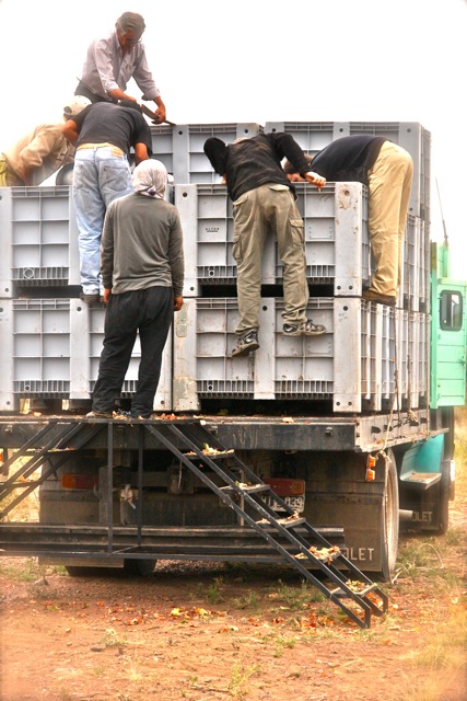 Altos Las Hormigas Harvest 2012. Dyonisos Vineyard, Vista Flores, Uco Valley, Mendoza, Argentina.