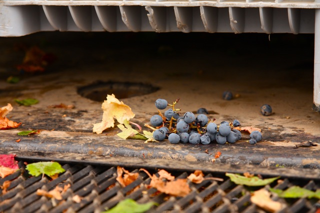 Altos Las Hormigas Harvest 2012. Dyonisos Vineyard, Vista Flores, Uco Valley, Mendoza, Argentina.