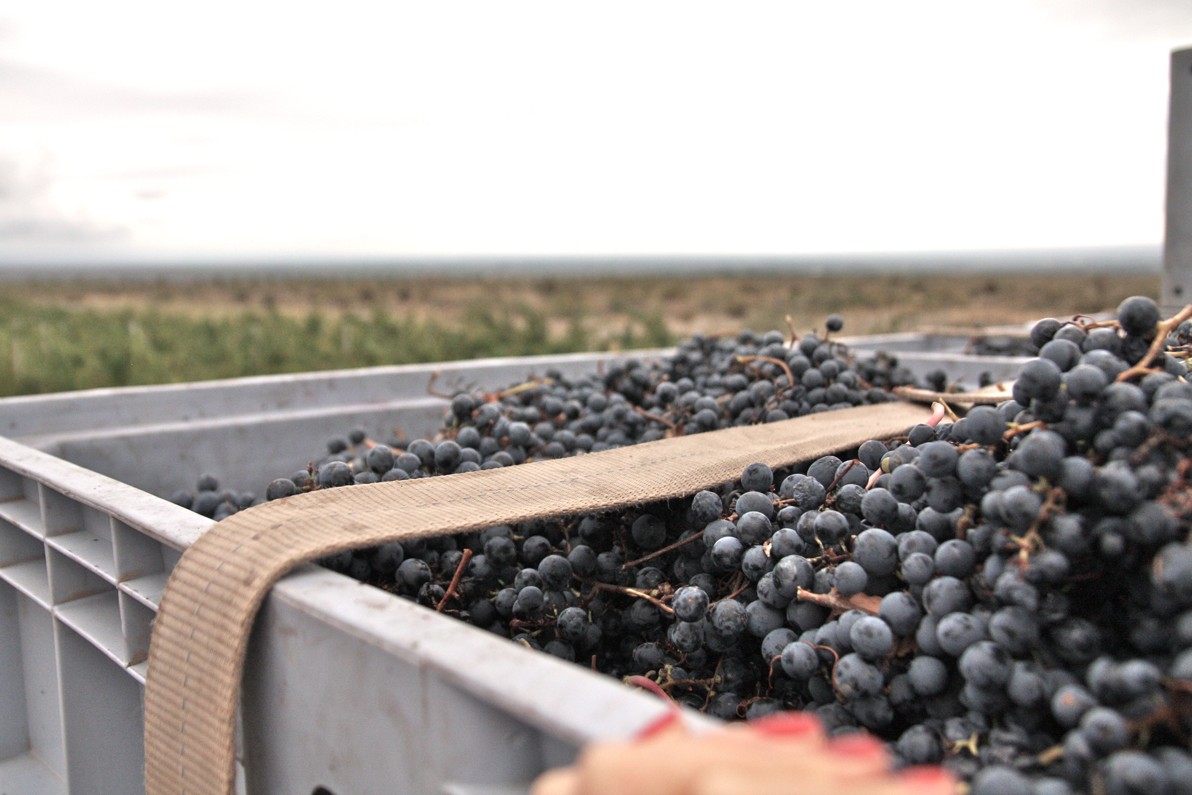 Altos Las Hormigas Harvest 2012. Dyonisos Vineyard, Vista Flores, Uco Valley, Mendoza, Argentina.