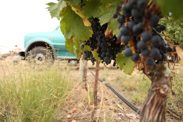 Altos Las Hormigas Harvest 2012. Dyonisos Vineyard, Vista Flores, Uco Valley, Mendoza, Argentina.