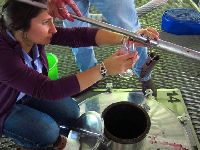 Fermentation Altos Las Hormigas. Harvest 2012. Sorting Table. Mendoza, Argentina. Malbec.