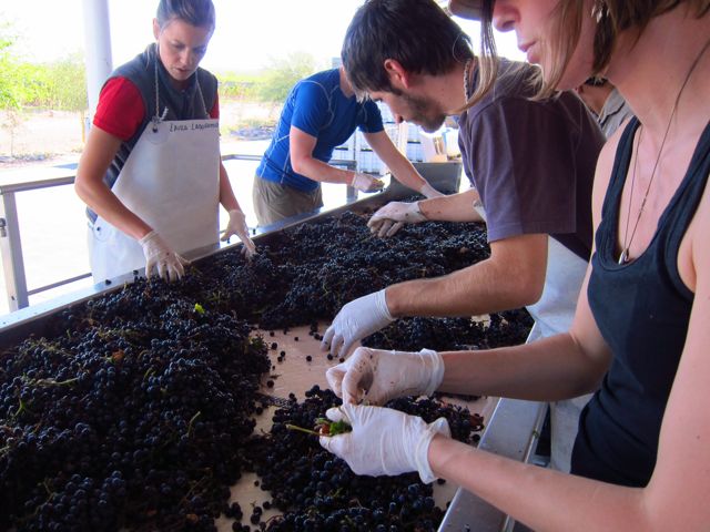 Altos Las Hormigas Harvest 2012. Sorting Table. Mendoza, Argentina. Malbec.