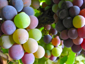 Malbec Verasion, Finca Altos Las Hormigas