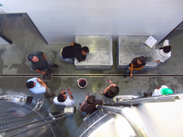 Team of Ants testing the micro-vinification of Altos Las Hormigas Single Vineyard Malbec, Gualtallary, Tupungato, Uco Valley Team of Ants testing the micro-vinification of Altos Las Hormigas Single Vineyard Malbec, Gualtallary, Tupungato, Uco Valley