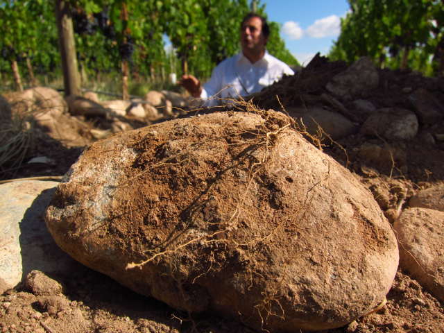 Vista Flores, Uco Valley. Altos Las Hormigas Harvest 2012, Pedro Parra Terroir Specialist