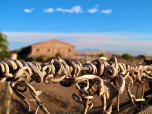 Bodega Altos Las Hormigas Mendoza, Argentina, Malbec Vines