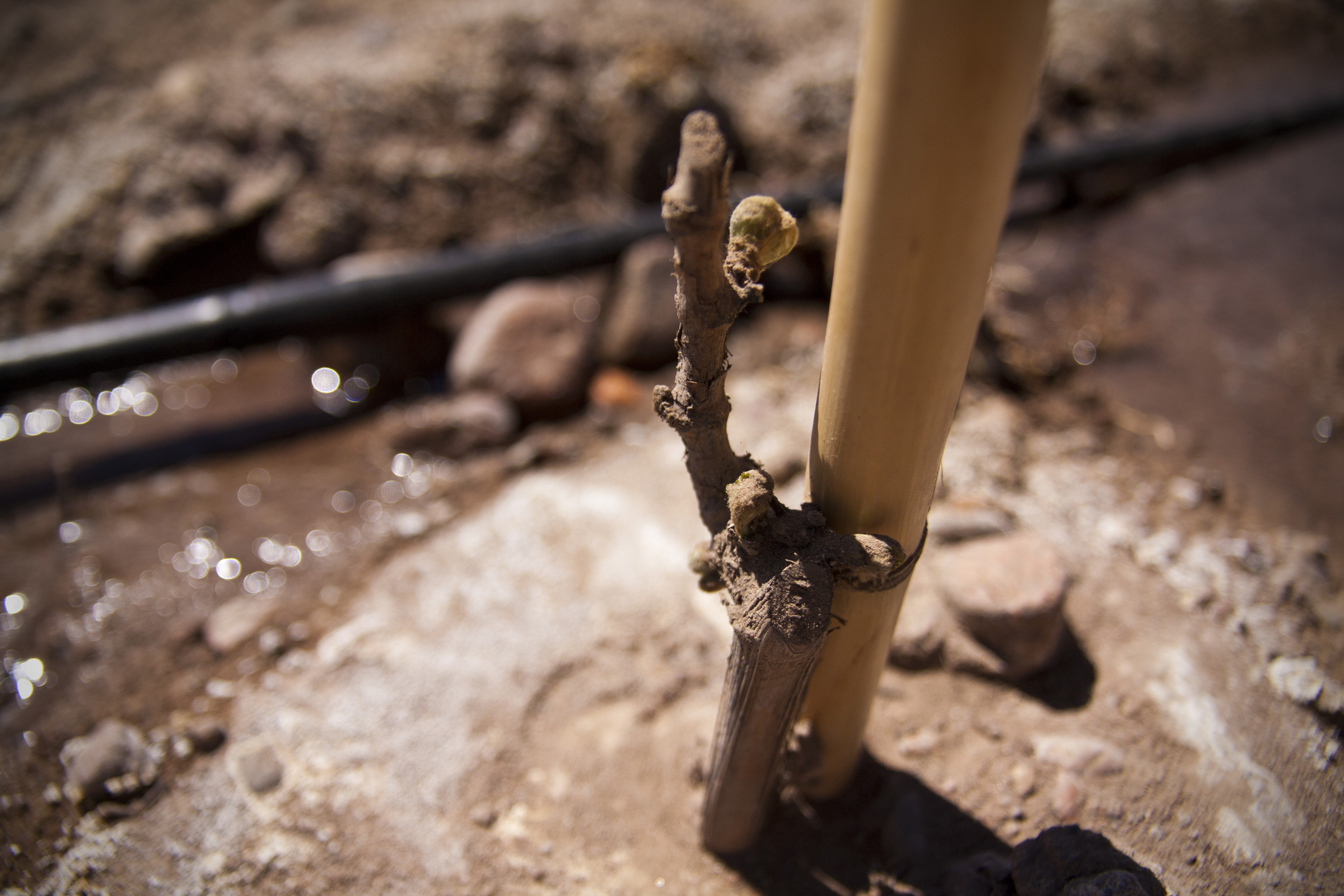 New Malbec Plant, Vineyard Altos Las Hormigas, Mendoza, Argentina