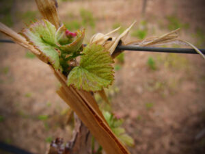 Budbreak, Brotacion Malbec Mendoza Altos Las Hormigas