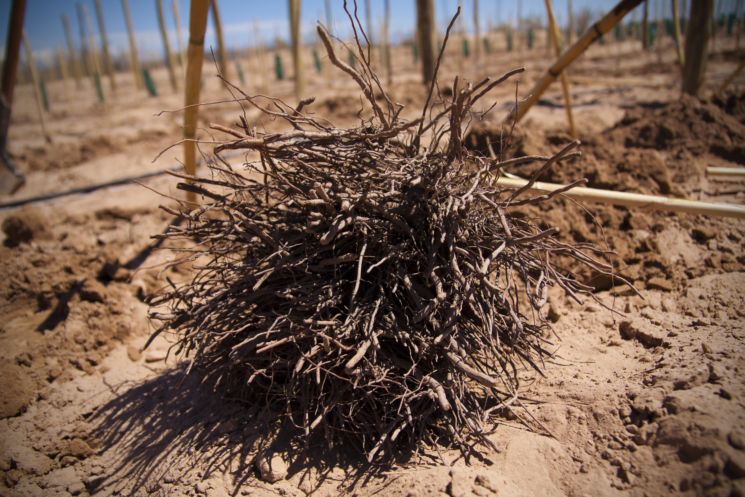 Malbec Vines, Planting a Vineyard, Altos Las Hormigas, Mendoza, Argentina, Terroir Wine