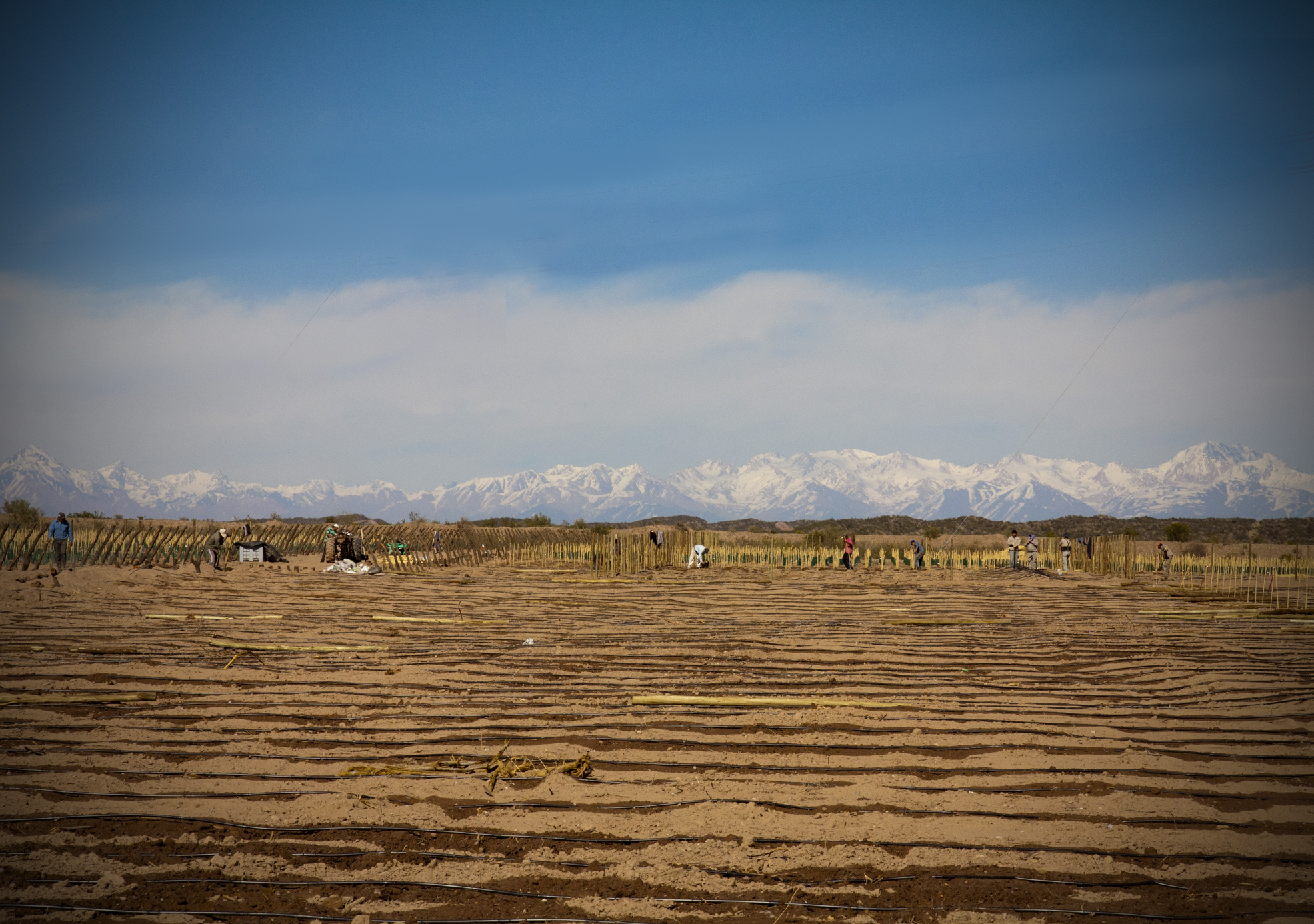 New Malbec Vineyard, Mendoza, Argentina, Biodynamic Wine, Altos Las Hormigas