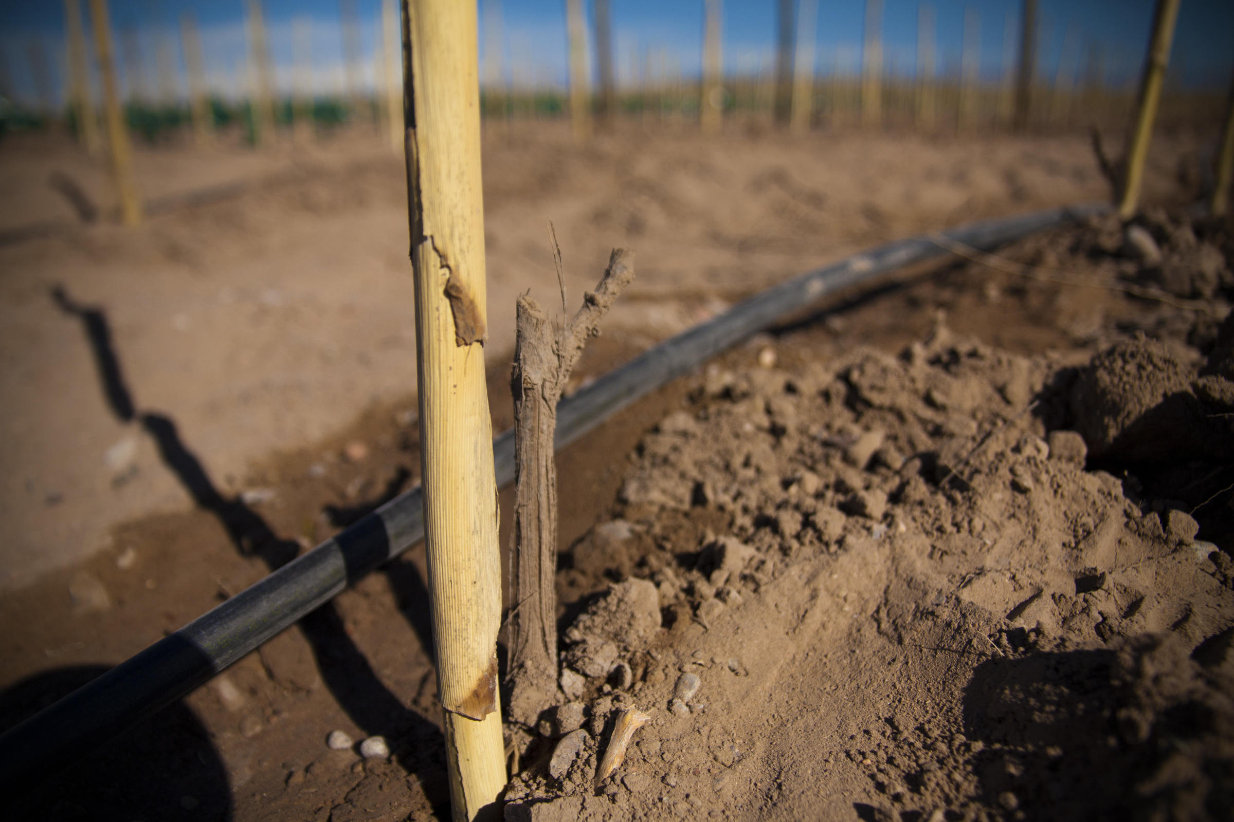 New Biodynamic Malbec Vine at Altos Las Hormigas, Mendoza, Argentina