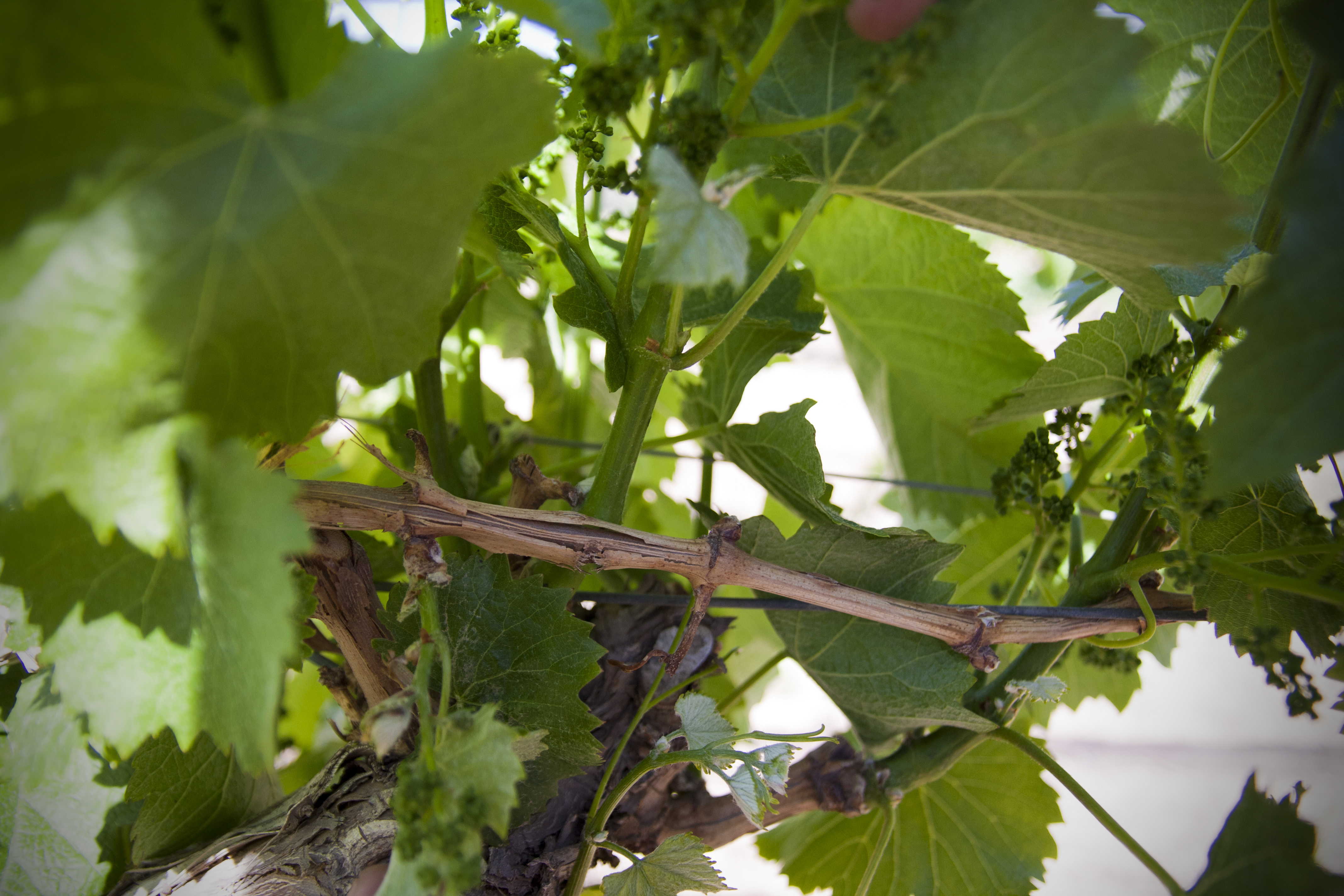 Malbec Vine, Altos Las Hormigas, Post Hail Store, Harvest 2013