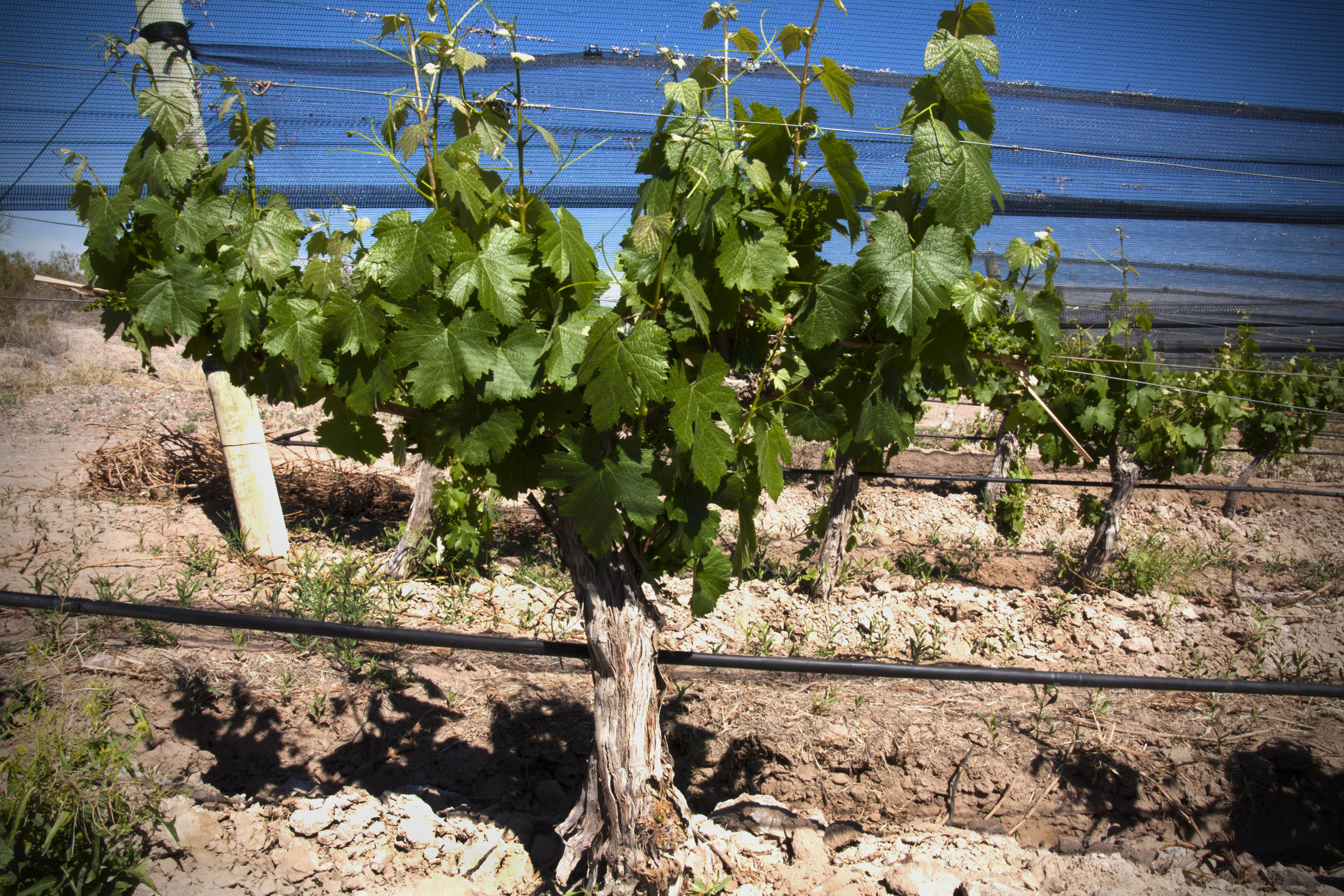 Malbec Vine, Mendoza, Argentina Altos Las Hormigas Harvest 2013