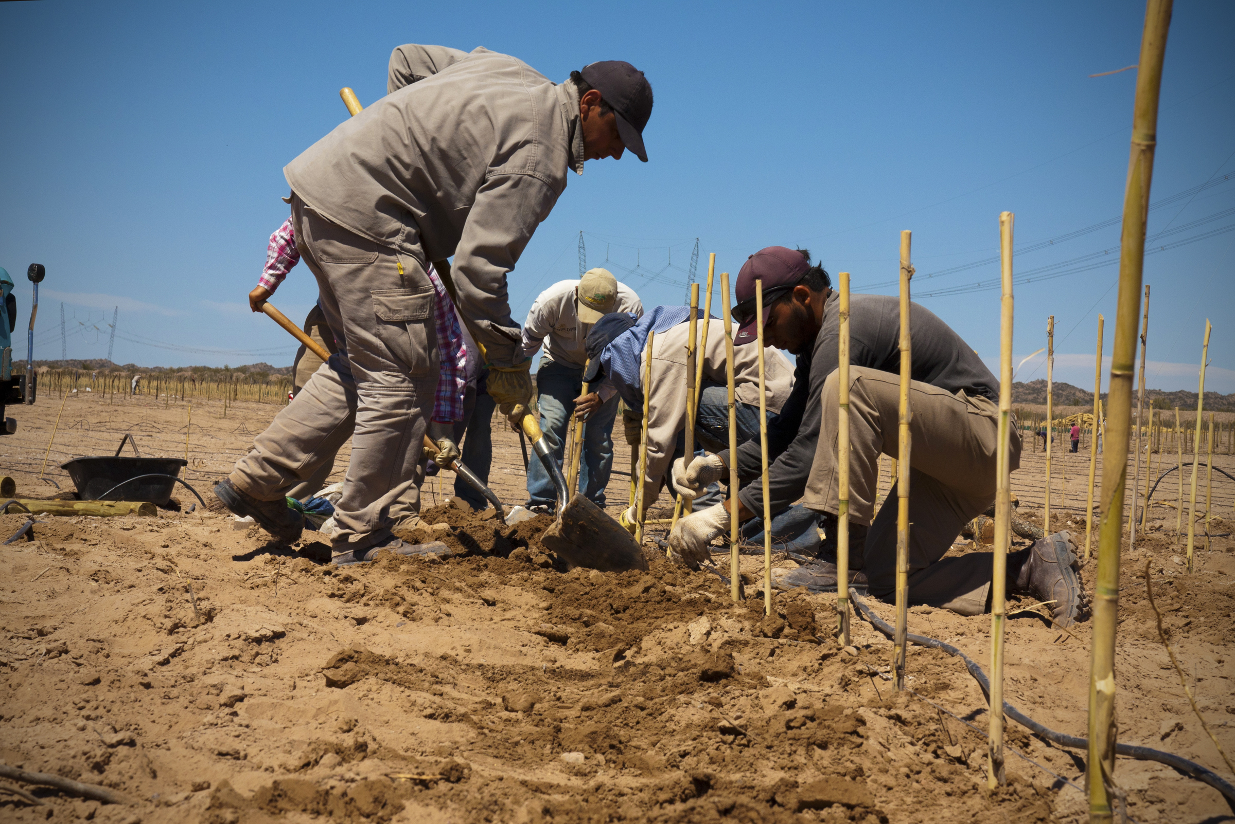 Planting a Biodynamic Malbec Vineyard, Bodega Altos Las Hormigas, Mendoza, Argentina Terroir Wine