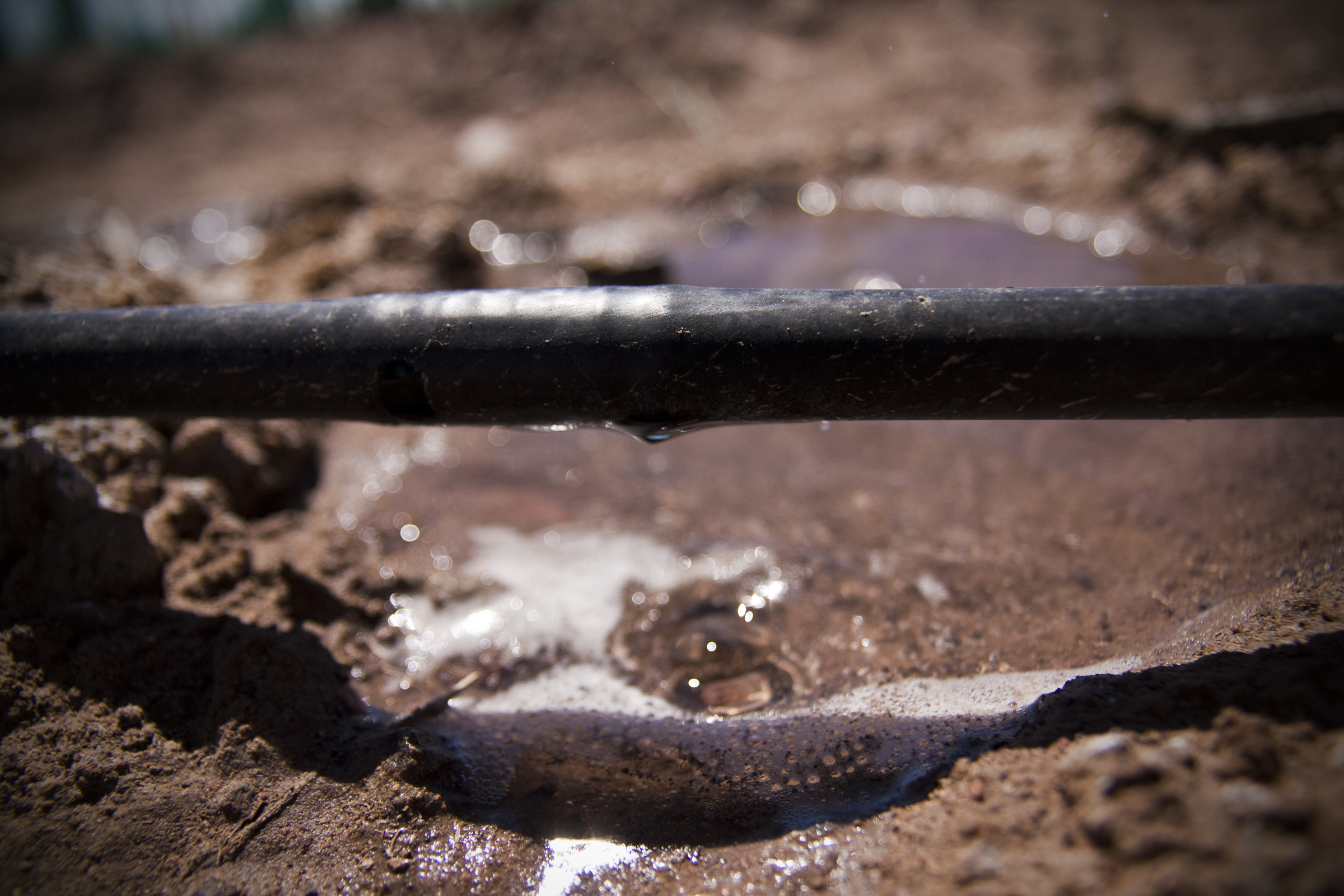 Drip Irrigation, Vineyard Altos Las Hormigas Malbec, Mendoza, Argentina