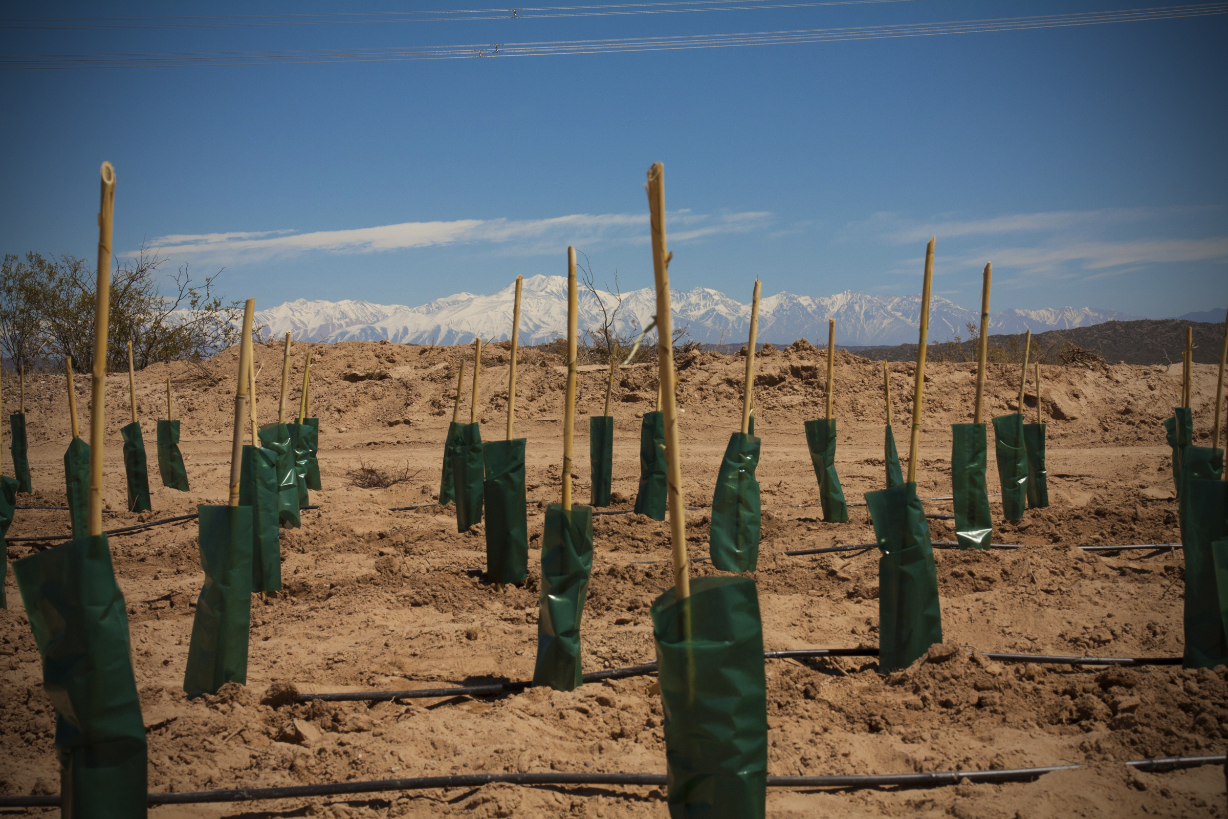 New Biodynamic Malbec Vine at Altos Las Hormigas, Mendoza, Argentina