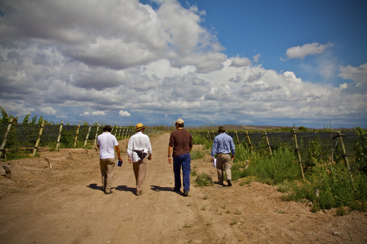 Alan York in the Altos Las Hormigas Vineyards, Mendoza, Argentina, Terroir, Biodynamic