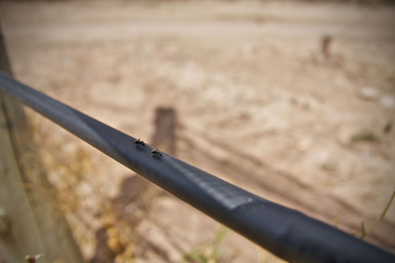 Ants in the Altos Las Hormigas Vineyards, Mendoza, Argentina, Terroir, Biodynamic