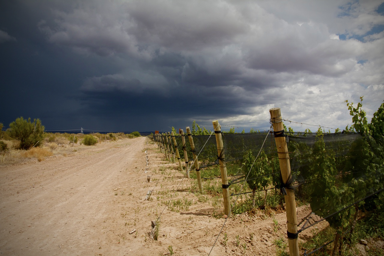 Altos Las Hormigas Malbec Vineyards, Mendoza, Argentina