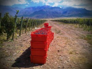 Dyonisos Vineyard, Vista Flores, Uco Valley Mendoza, Malbec Harvest 2013