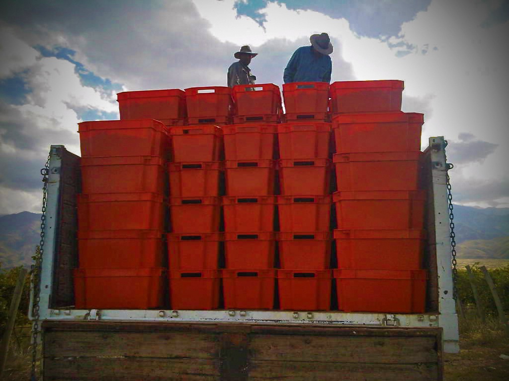 Dyonisos Vineyard, Vista Flores, Uco Valley Mendoza, Malbec Harvest 2013