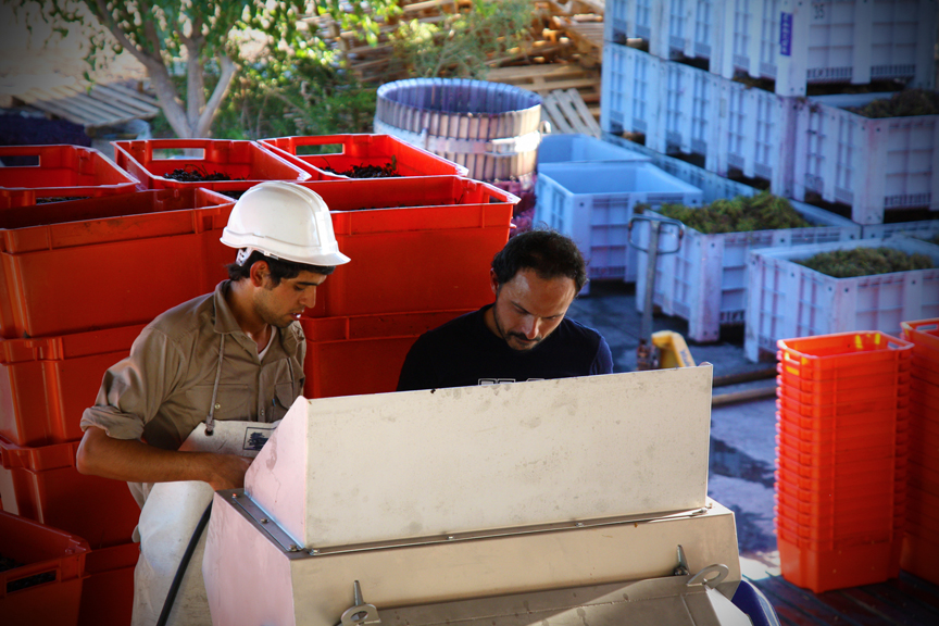 Harvest 2013, Altos Las Hormigas Malbec Reserve, Uco Valley, Mendoza Terroir