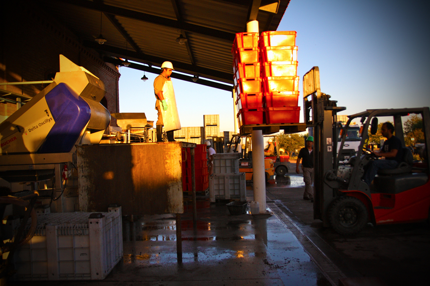 Harvest 2013, Altos Las Hormigas Malbec Reserve, Uco Valley, Mendoza Terroir